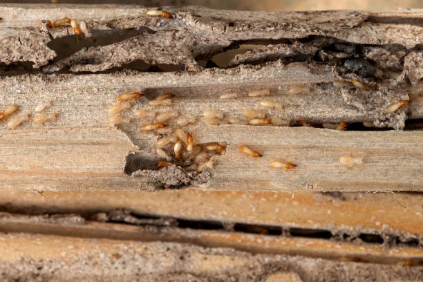 Best Emergency Pest Control  in Mccordsville, IN